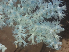 Anthogorgia divaricata