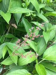 Miconia crenata