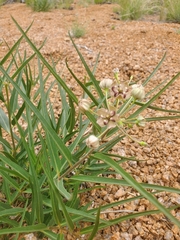 Asclepias asperula