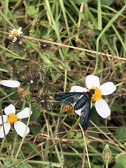 Cyananthrax cyanopterus