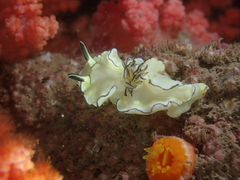 Doriprismatica atromarginata