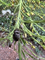 Orsilochides guttata