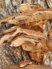 Mensularia radiata