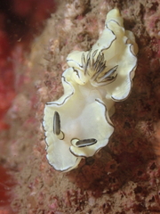 Doriprismatica atromarginata