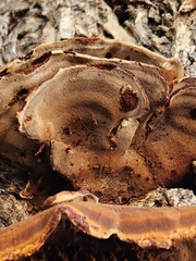 Mensularia radiata