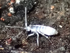 Tomocerinae