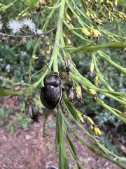 Orsilochides guttata