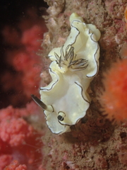 Doriprismatica atromarginata