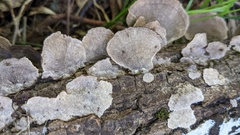 Cerrena unicolor