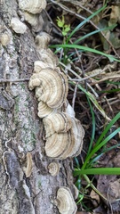 Cerrena unicolor