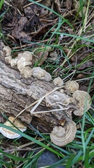 Cerrena unicolor