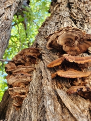 Mensularia radiata