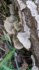 Cerrena unicolor