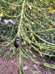 Orsilochides guttata