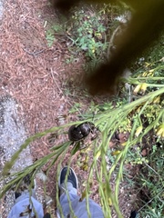 Orsilochides guttata