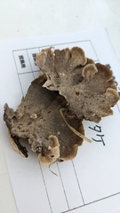 Cerrena unicolor