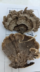 Cerrena unicolor