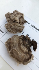 Cerrena unicolor