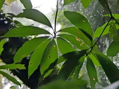 Machilus