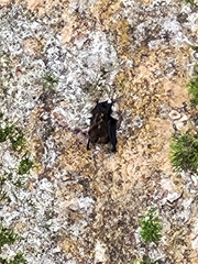 Saccopteryx
