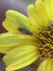 Mythicomyiidae