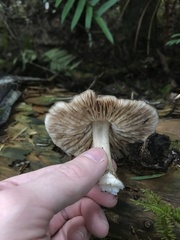 Pluteus exilis