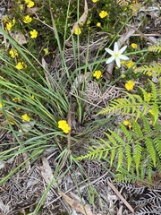 Caesia parviflora