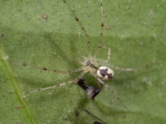 Pityohyphantes