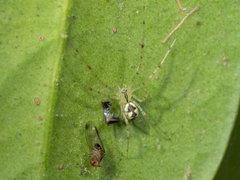 Pityohyphantes