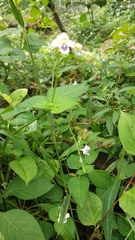 Asystasia gangetica