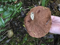 Suillus lakei