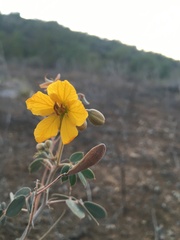 Senna covesii