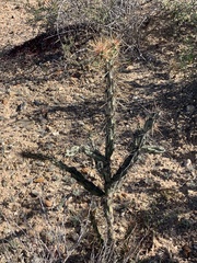 Cylindropuntia molesta molesta
