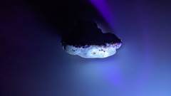Tyromyces chioneus