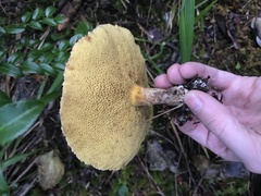 Suillus lakei