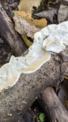 Tyromyces chioneus