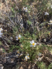 Coreocarpus parthenioides parthenioides