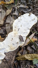 Tyromyces chioneus