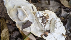 Tyromyces chioneus
