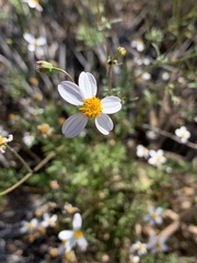 Coreocarpus parthenioides parthenioides