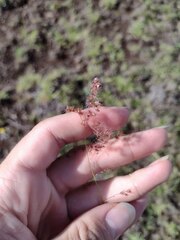 Melinis repens