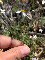 Coreocarpus parthenioides parthenioides
