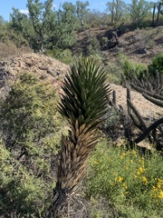 Yucca valida