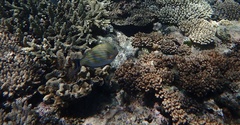 Acanthurus lineatus