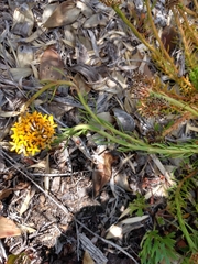 Quinchamalium chilense