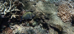 Acanthurus lineatus