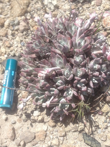 Dudleya gnoma