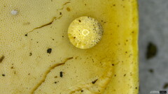 Tyromyces chioneus