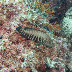 Cephalopholis panamensis