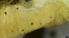 Tyromyces chioneus